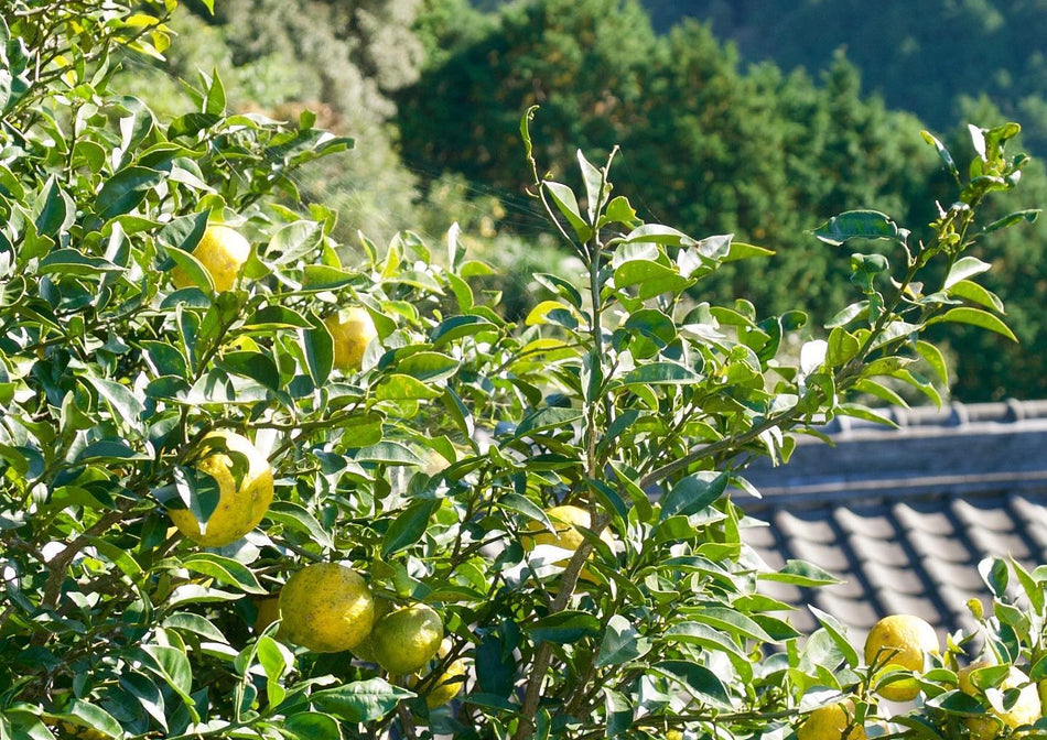 Yakami Orchard